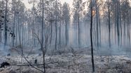 COLLECTE POUR LES LANDES - La Fondation du patrimoine au secours de la forêt